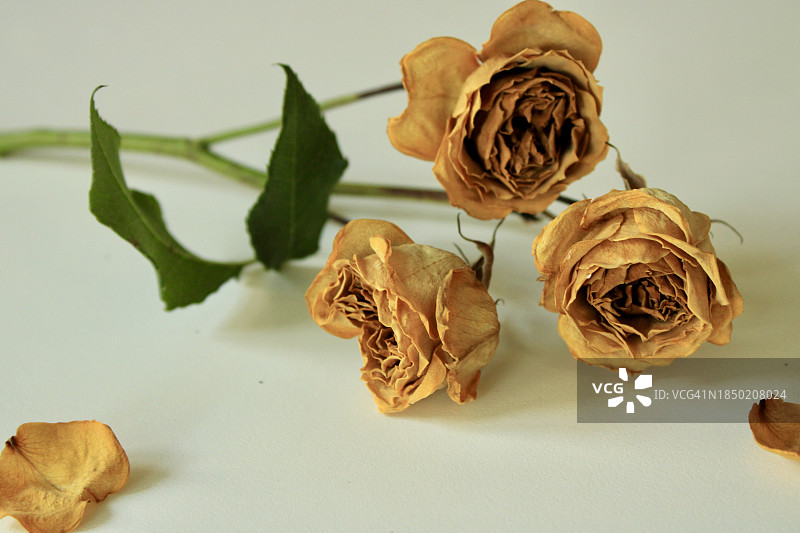 白色背景下枯萎的玫瑰花特写图片素材