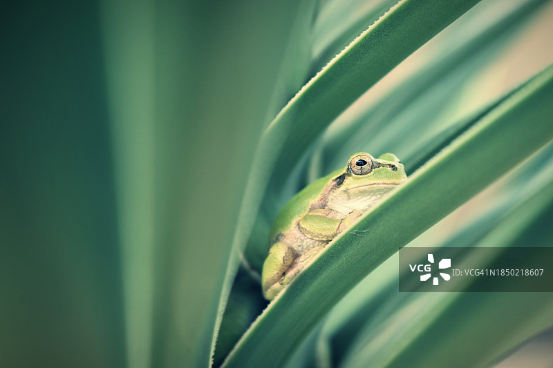 欧洲树蛙在树叶上的特写，日本图片素材