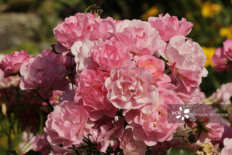 加拿大粉色樱花特写图片素材