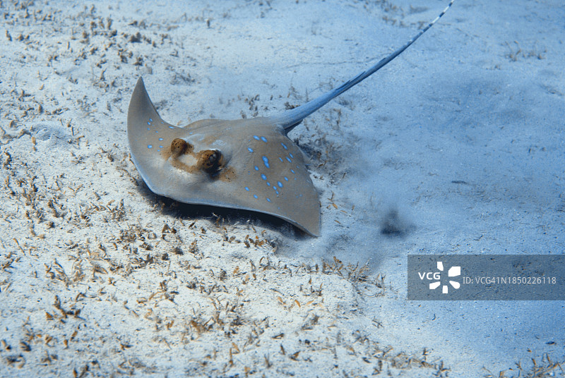 海中游泳的黄貂鱼俯视图图片素材