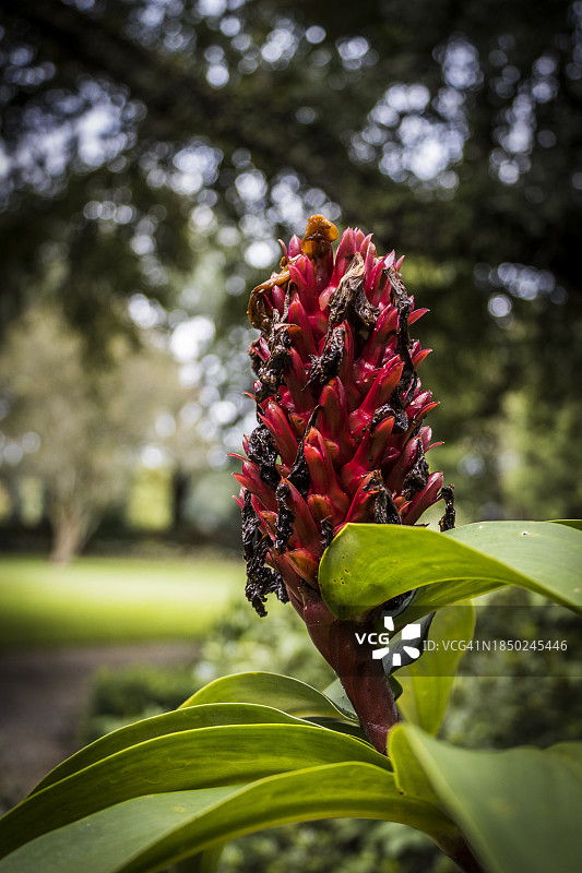 红色开花植物特写图片素材