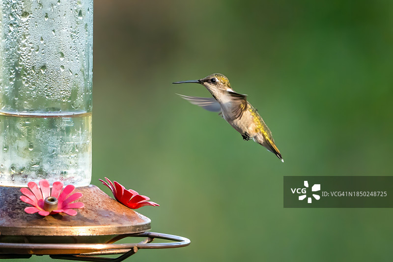 蜂鸟飞过鲜花的特写，美国南卡罗来纳州默勒尔斯 inlet图片素材
