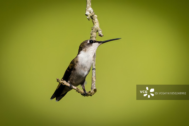 蜂鸟栖息枝头特写，美国南卡罗来纳州默勒尔斯 inlet图片素材