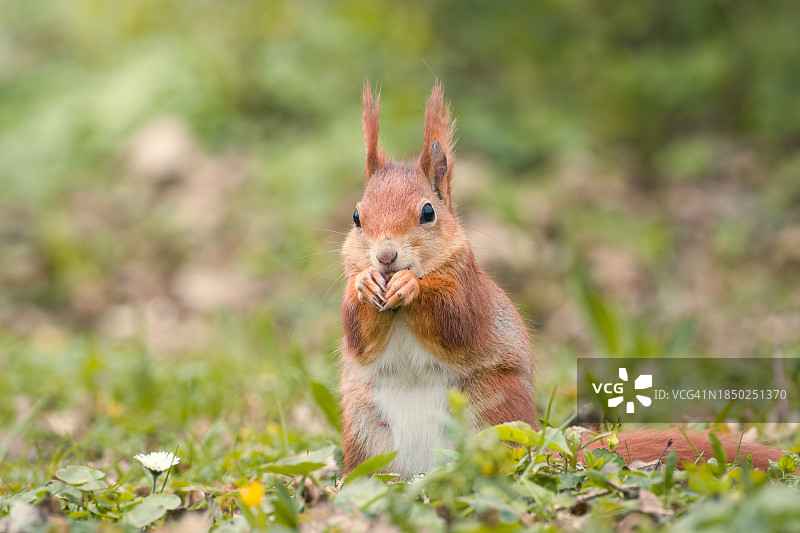 德国斯图加特田野上的松鼠特写图片素材