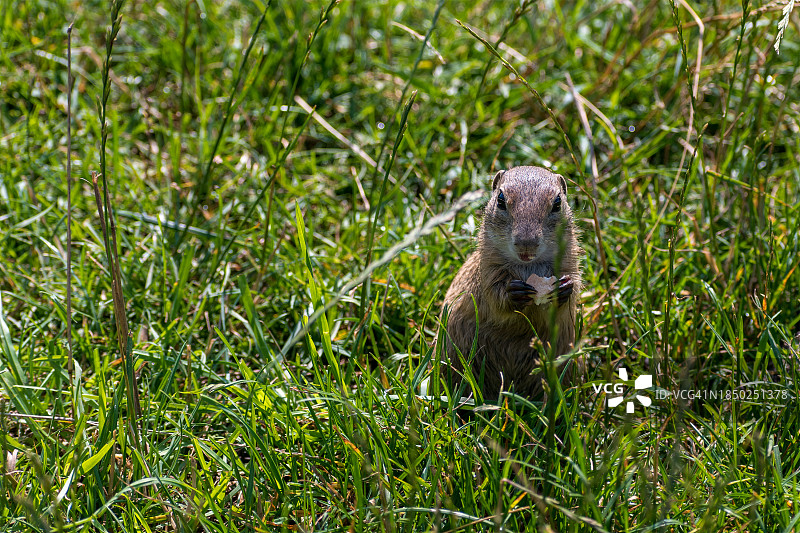 斯洛伐克，草地上的动物特写图片素材