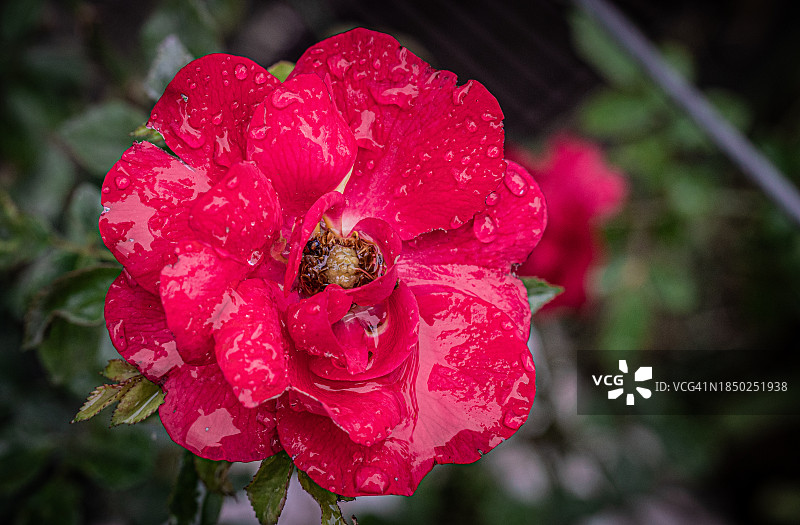 红色湿玫瑰花特写图片素材
