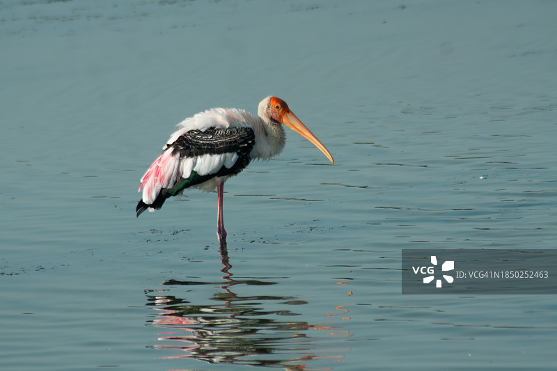 田纳西邦印度湖中鹳的侧视图图片素材