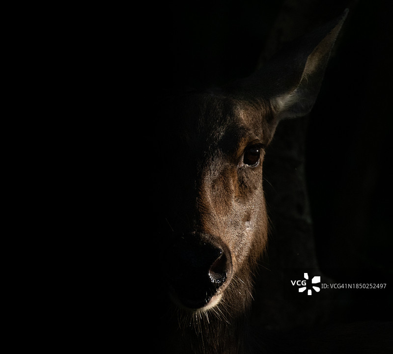 黑背景下的鹿的特写图片素材