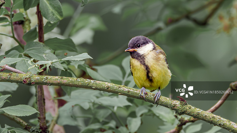 特写：英国威勒尔，栖息在树枝上的歌山雀图片素材