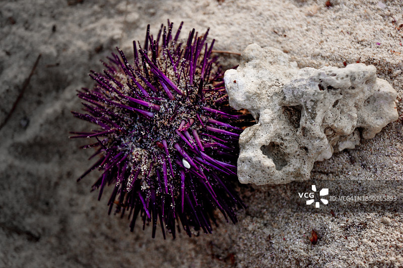 俯视角度拍摄的毛里求斯陆地上的紫色开花植物图片素材
