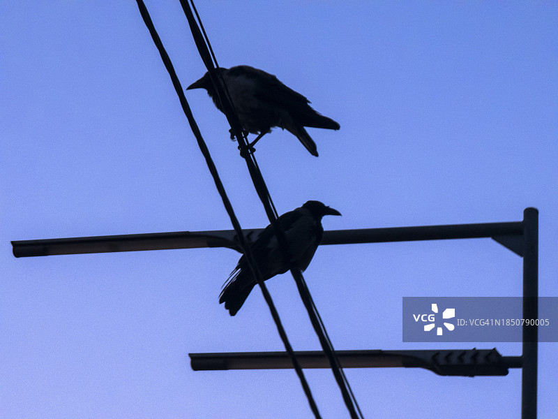 两只黑乌鸦栖息在电线上，背景为蓝紫色天空图片素材