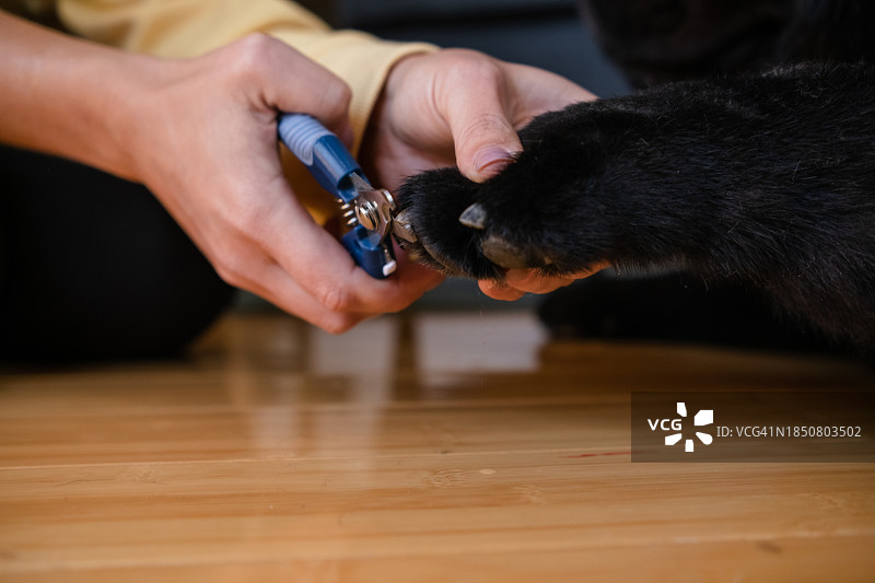 女人在家修剪她狗的毛发图片素材