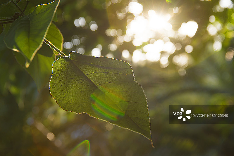 日落下的树叶图片素材