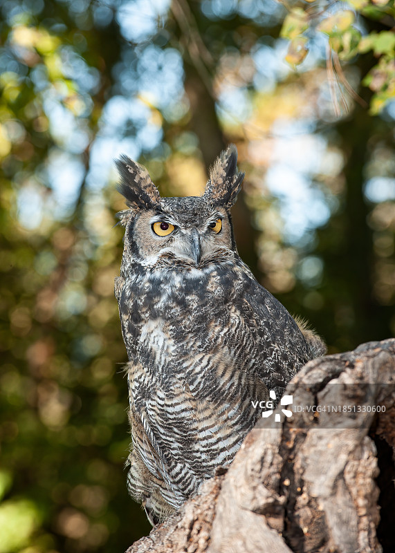 美洲原产的大型雕鸮图片素材