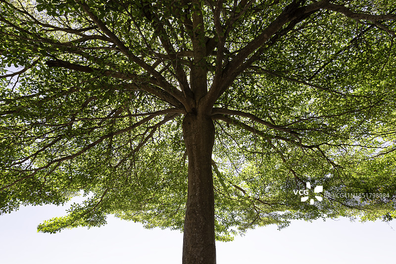 蓝天背景下的大型绿色树木（热带榄仁树）图片素材