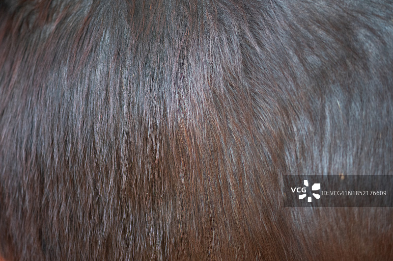 水牛皮纹理背景特写图片素材