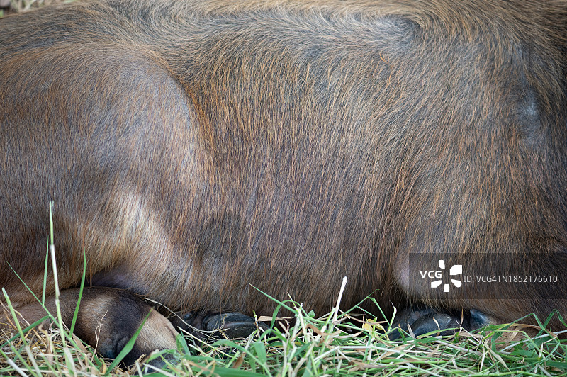 水牛皮纹理背景特写图片素材