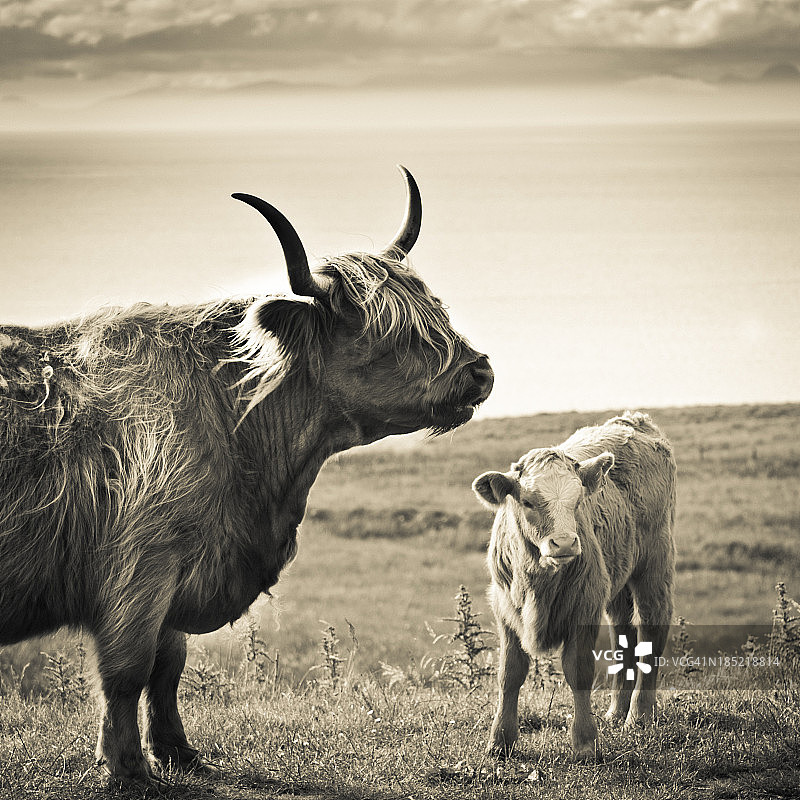苏格兰高地母牛图片素材