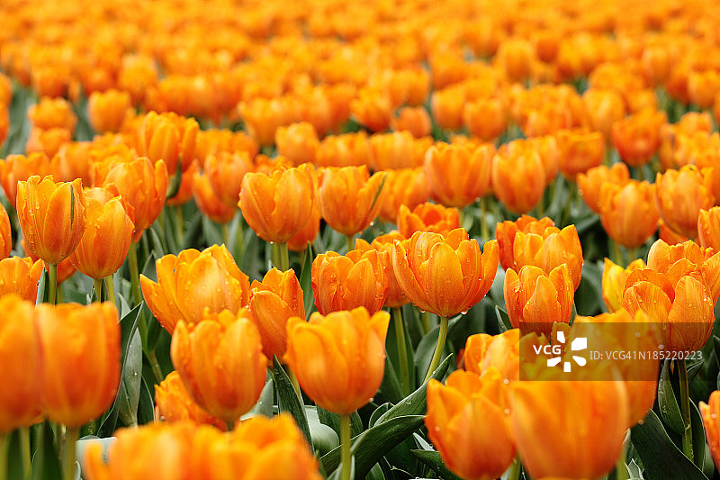 橙色郁金香图片素材