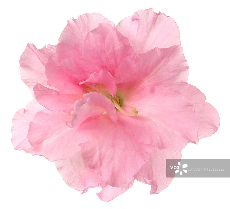 杜鹃花图片素材