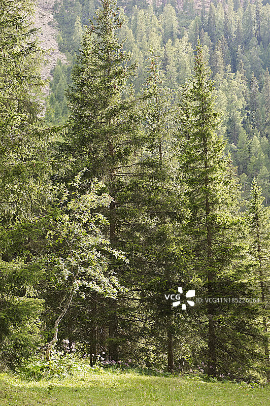 欧洲阿尔卑斯山森林图片素材