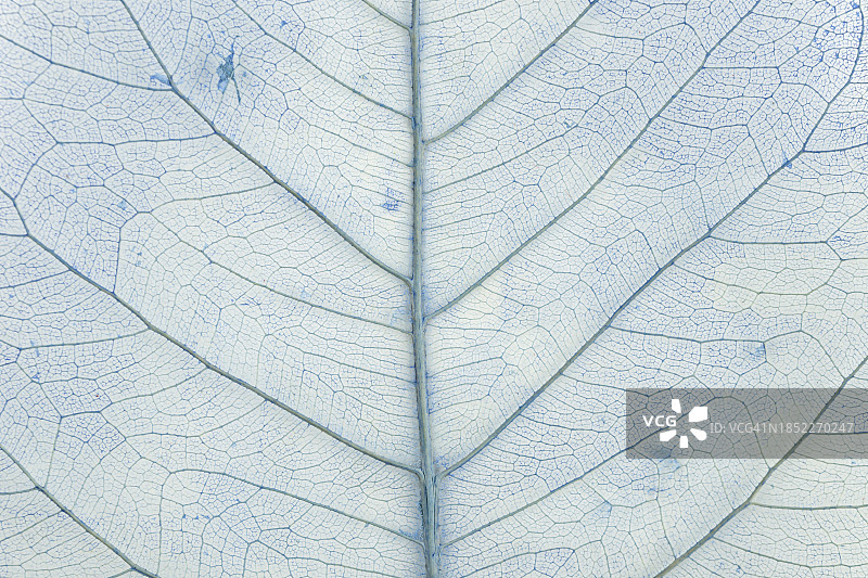 干枯树叶纹理特写背景图片素材