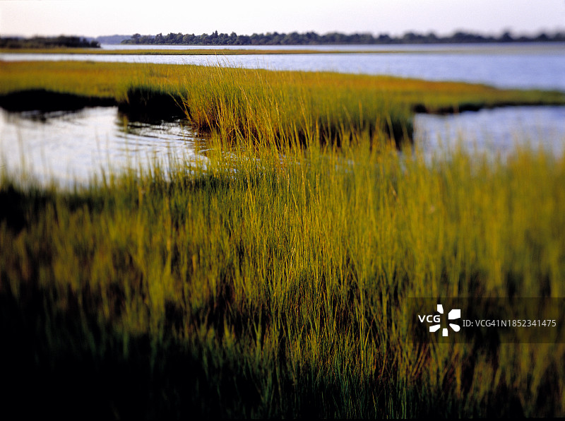 沼泽入口图片素材