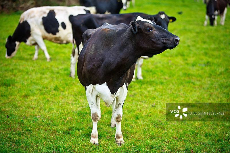 荷斯坦-弗里斯兰奶牛图片素材