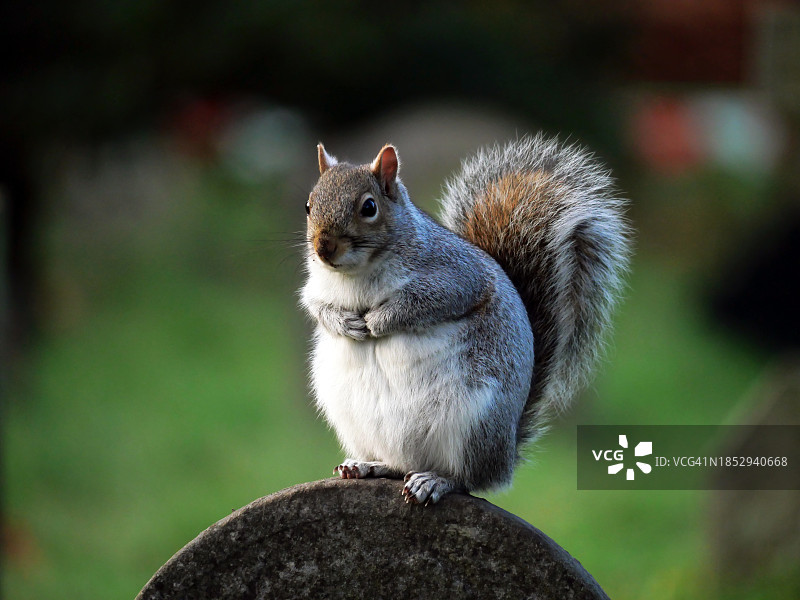 英国伦敦布朗普顿公墓墓碑上的松鼠图片素材