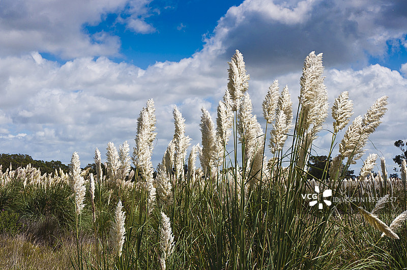 潘帕斯草图片素材