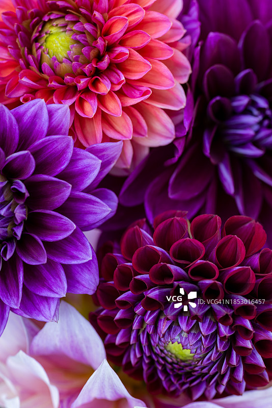 粉色大丽花特写图片素材