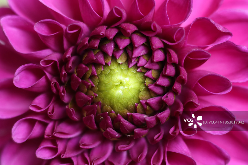 捷克共和国的粉色大丽花特写图片素材