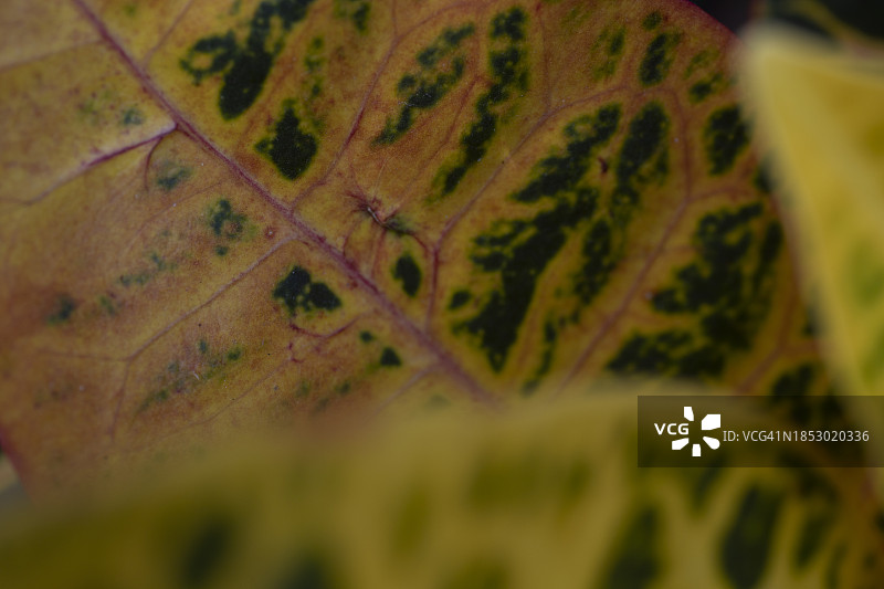 树叶特写图片素材