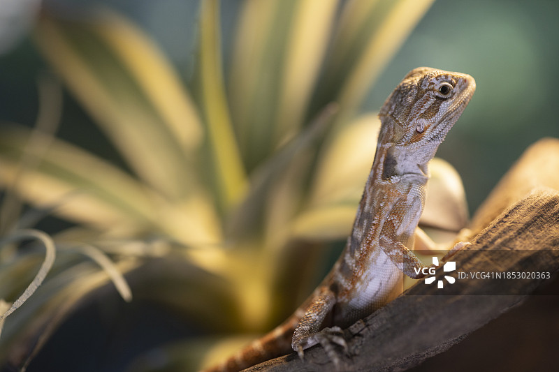 近距离观察植物上的鬣蜥图片素材