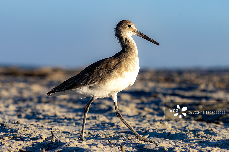 美国克林奇堡州立公园海滩岸边沙锥鸟特写图片素材