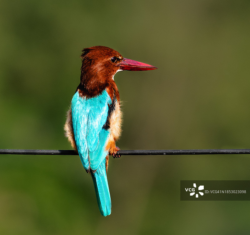 翠鸟栖息在树枝上的特写图片素材