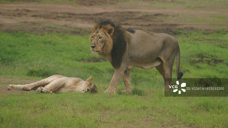 印度古吉拉特邦萨桑吉尔的两只狮子图片素材