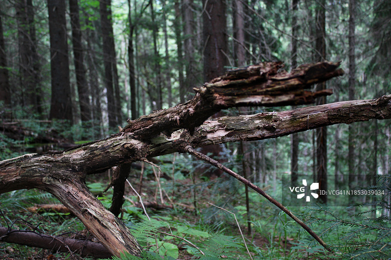生长在森林中的树木图片素材
