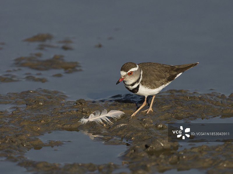 三趾鸻图片素材