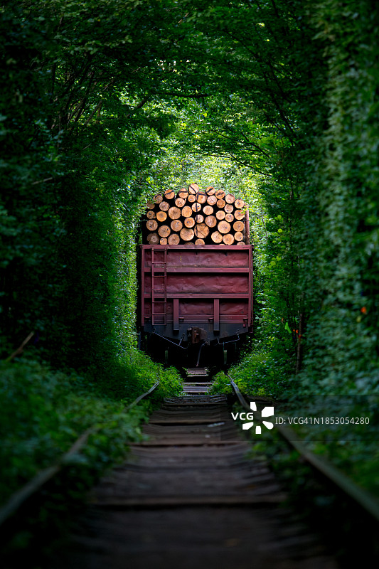 乌克兰里夫内森林中树木间的空旷铁轨图片素材