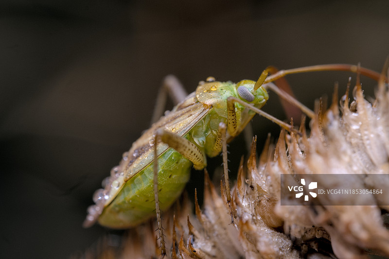 昆虫在植物上的特写图片素材