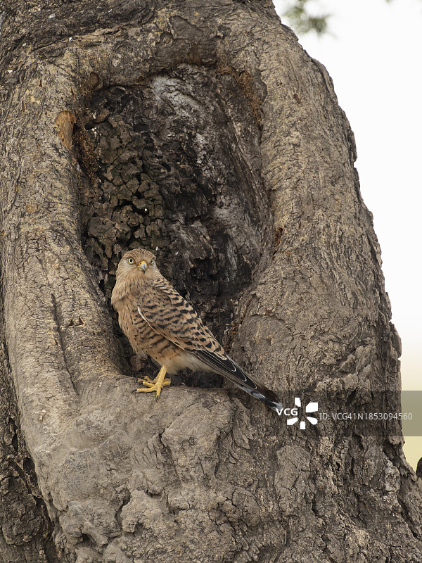 大雀鹰图片素材