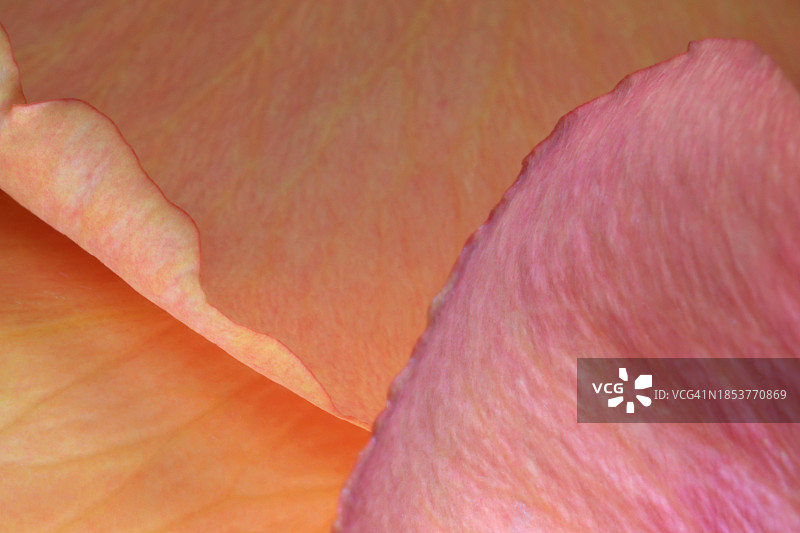 粉色、桃色和橙色杂色玫瑰花瓣层图片素材