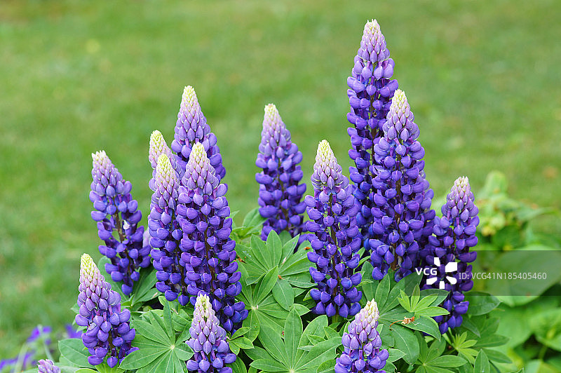 紫色羽扇豆图片素材