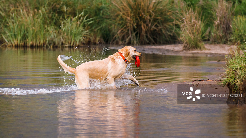 金毛猎犬和它的玩具圈图片素材