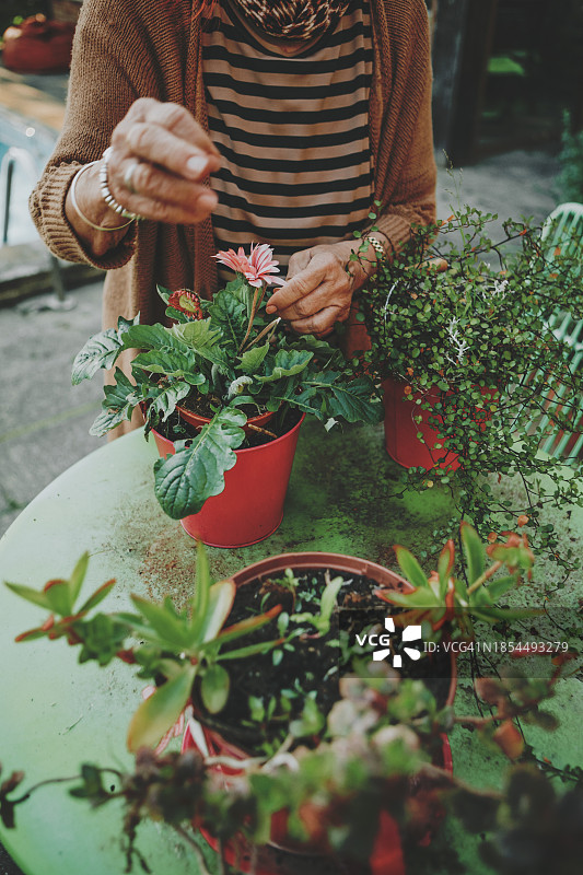 浇灌植物的老年妇女图片素材