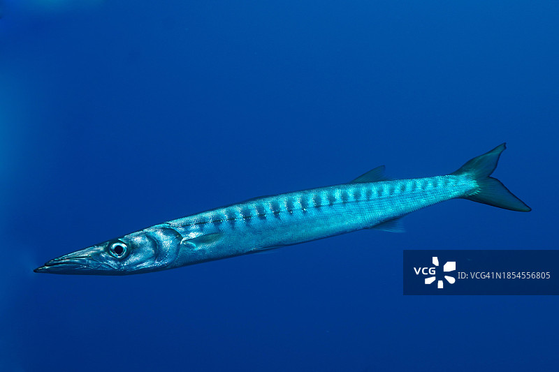 地中海梭鱼（近耶尔，法国蓝色海岸吉恩斯半岛潜水点）图片素材