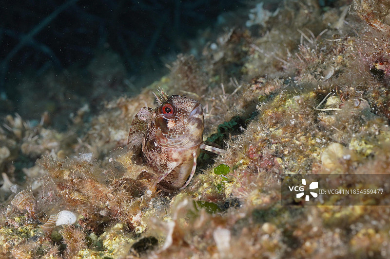 地中海的Tompot鳚(Parablennius gattorugine),靠近耶尔,法国蓝色海岸吉恩斯半岛潜水点图片素材