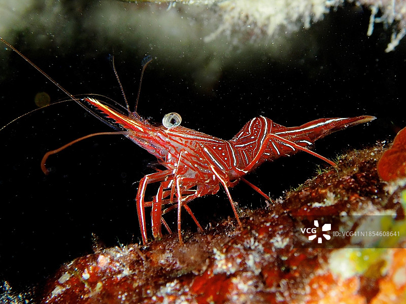 红海埃及埃尔库塞尔红树林湾骆驼虾图片素材