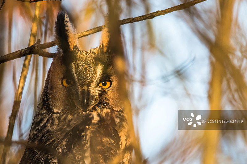 德国黑森州长耳鸮动物肖像图片素材